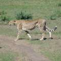 Best Kenya Safari Packages