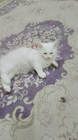 Manama, Pet Supplies, BHD 20,  Kittens For Sale Parsian