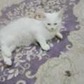 BHD 20,  Kittens For Sale Parsian