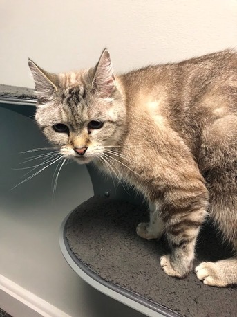 New York, Pet Sitting, Whole Pet Veterinary Center