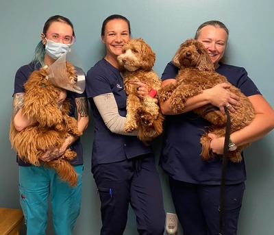 New York, Pet Sitting, Whole Pet Veterinary Center