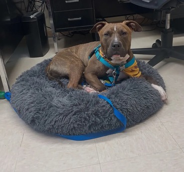 New York, Pet Sitting, Whole Pet Veterinary Center