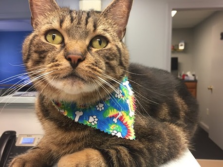 New York, Pet Sitting, Whole Pet Veterinary Center