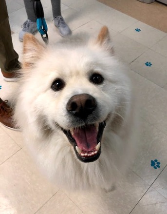 New York, Pet Sitting, Whole Pet Veterinary Center
