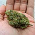 AUD 300,  Green Weed Coke Cold Lsd Mdma