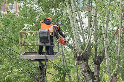 Sydney, Farm/Garden, Tree Cutting Blacktown - Sydney Tree Felling