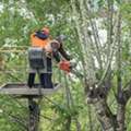 Tree Cutting Blacktown - Sydney Tree Felling