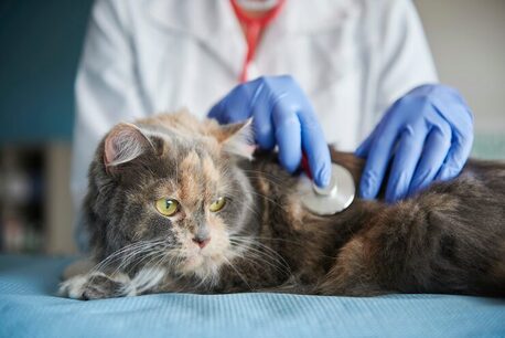 New York, Health, Trusted Russian Speaking Veterinarian