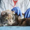 Trusted Russian Speaking Veterinarian