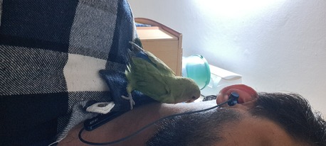Jubail, Pet Supplies, SAR 200,  FRIENDLY LOVE BIRD WITH CAGE