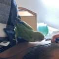 SAR 200, FRIENDLY LOVE BIRD WITH CAGE