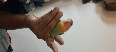 Jubail, Pet Supplies, SAR 200,  FRIENDLY LOVE BIRD WITH CAGE