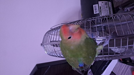 Jubail, Pet Supplies, SAR 200,  FRIENDLY LOVE BIRD WITH CAGE