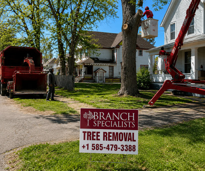 New York, Construction, Tree Removal Buffalo NY Near Me | Branch Specialists