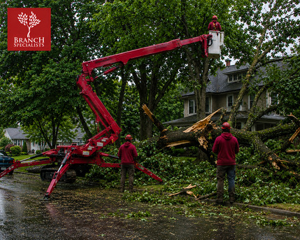 New York, Construction, Tree Removal Buffalo NY Near Me | Branch Specialists