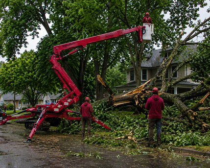 New York, Construction, Tree Removal Buffalo NY Near Me | Branch Specialists