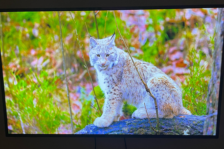 Riyadh, Electronics, SAR 600,  Eurostar 55 Inch Non-smart Tv