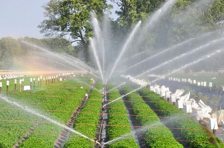 New York, Farm/Garden, Affordable-Sprinklers In Taylor MI