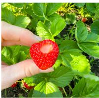 New York, Farm/Garden, Insecticide Strategy For Strawberry Plants In Modern Gardens