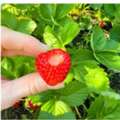 Insecticide Strategy For Strawberry Plants In Modern Gardens