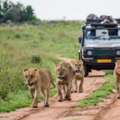 Best Safari Tours In India