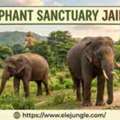 Discover The Magic Of An Elephant Sanctuary Jaipur