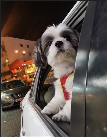 Burhama, Pet Supplies, Puppy Looking For Forever Home