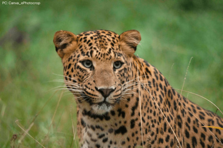 Jaipur, Travel, Desert National Safari | Tal Chhapar National Park