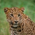 Desert National Safari | Tal Chhapar National Park