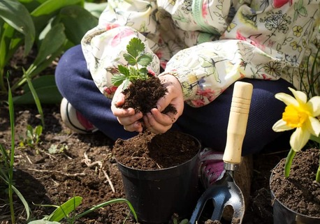Jaipur, Farm/Garden, Home Gardening Tips For Beginners To Grow Healthy Plants