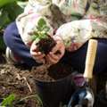 Home Gardening Tips For Beginners To Grow Healthy Plants