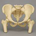 What Is A Male Pelvis Model Used For In Anatomy Education?