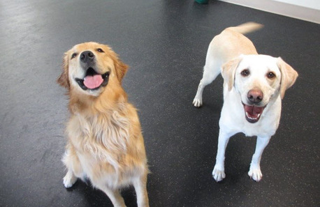 New York, Business, Dog Daycare In McLean, VA &ndash; Safe, Fun & Supervised Play At Capitol Canine Club