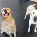 Dog Daycare In McLean, VA &ndash; Safe, Fun & Supervised Play At Capitol Canine Club