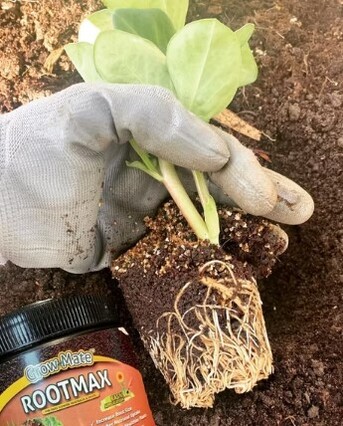 London, Farm & Garden, 50,  Plant Cuttings Dying After Planting? Fix It With Rooting Hormone Powder &ndash; Enquire Now