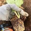 50, Plant Cuttings Dying After Planting? Fix It With Rooting Hormone Powder – Enquire Now
