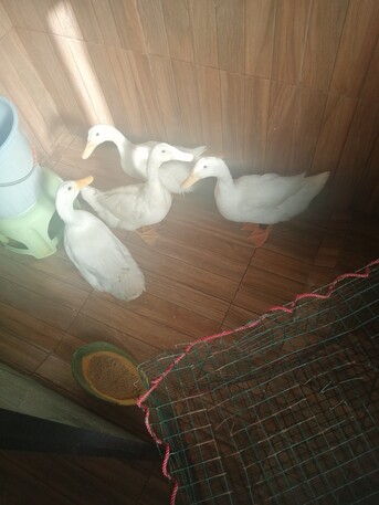 Al Baghdadyiah Al Gharbyia, Free Items, FREE Temporary Adoption – 4 Ducks 🦆🦆🦆🦆
