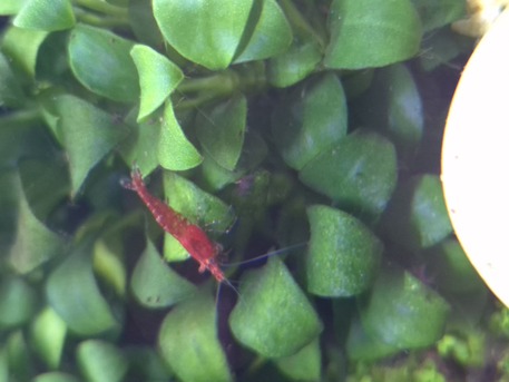 Jubail, Pet Supplies, SAR 35,  Aquarium Plants And Shrimps