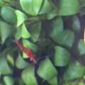 SAR 35,  Aquarium Plants And Shrimps