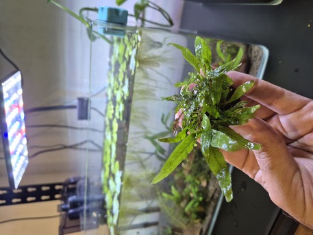 Jubail, Pet Supplies, SAR 35,  Aquarium Plants And Shrimps