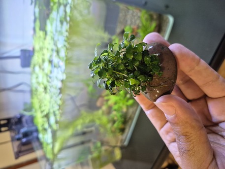 Jubail, Pet Supplies, SAR 35,  Aquarium Plants And Shrimps