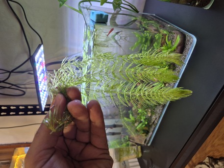 Jubail, Pet Supplies, SAR 35,  Aquarium Plants And Shrimps