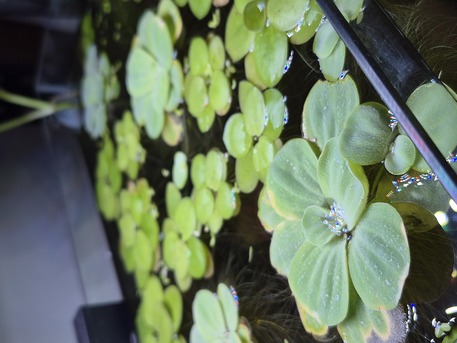 Jubail, Pet Supplies, SAR 35,  Aquarium Plants And Shrimps