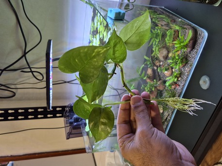 Jubail, Pet Supplies, SAR 35,  Aquarium Plants And Shrimps