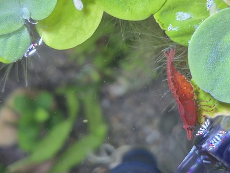 Jubail, Pet Supplies, SAR 35,  Aquarium Plants And Shrimps