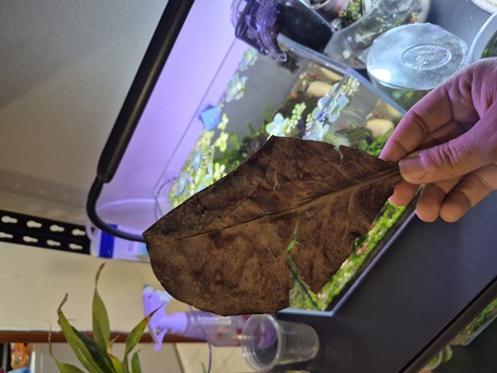 Jubail, Pet Supplies, SAR 35,  Aquarium Plants And Shrimps