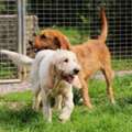 Jayne Rubins: Dog Rescue Advocate