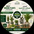 🌿 Professional Gardening Maintenance | Landscaping | Indoor Plants | Decorative Planters