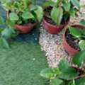 SAR 35,  Flowers,Indoor&Outdoor Plants Are Available In Riyadh With Delivery-0551298565