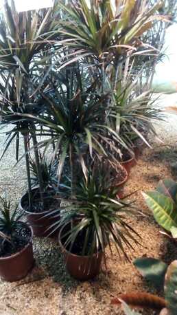 Al Maathar, Farm & Garden, SAR 35,  Flowers,Indoor&Outdoor Plants Are Available In Riyadh With Delivery-0551298565